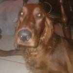 Photo of Moshe & Rachel