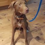 Photo of Samson and Osiris