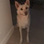 Photo of Titus / Crimson / Kingsley / Ryder