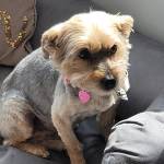 Photo of Roxy & Dolce