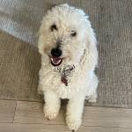 Photo of Harvey / Stella