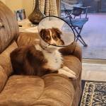 Photo of Rosie and Bear