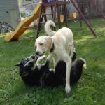 Photo of Storm and Hawkeye