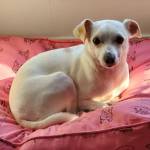 Photo of Cairo & Gizmo