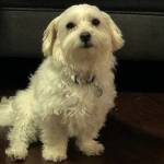 Photo of Snowy