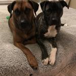 Photo of Bo and Riley