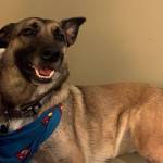 Photo of Moe, Murphy & Millie