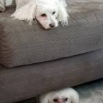 Photo of Tofu & Cloud