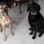 Photo of Apolo and Penzey