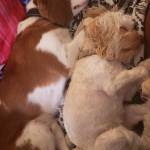 Photo of Goldie & Bently