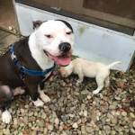 Photo of James Earl Bones/ Chris Hemswoof