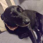 Photo of Gertie & Lucky