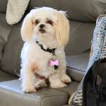 Photo of Koey & Zoey