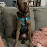 Photo of Chewbacca & Scout