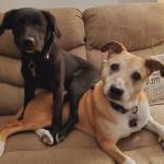 Photo of Willow and Malibu