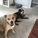 Photo of Charlie & Harper