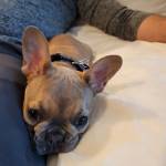 Photo of Hazel and Apple