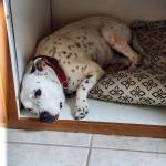 Photo of Stanlee & Josie