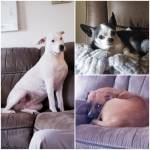 Photo of Lexie, Jax , Roxy