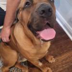 Photo of Zeus and Koda