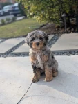 Photo of Willow