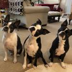 Photo of Layla, Millie, Iris