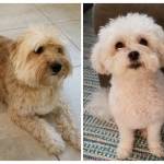 Photo of Benji and Bella