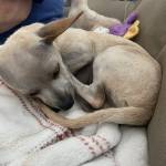 Photo of Jadzia & Warf