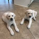 Photo of Maverick & Goose