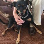 Photo of Cheeseburger