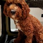 Photo of Winnchester