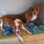 Photo of Gunner & Remi