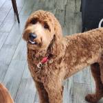 Photo of Teddy & Biscuit