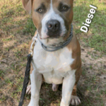 Photo of Diesel