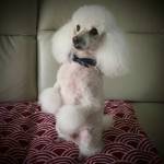 Photo of Sophie & Mickey