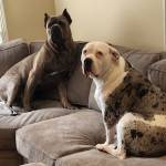 Photo of Ace & Pebbles