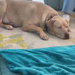 Photo of Reuben, Toby & Enzo