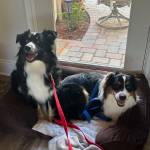 Photo of Cooper / Rummy