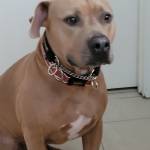 Photo of Otis & Karma