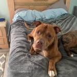 Photo of Titan/Tonka/Chloe