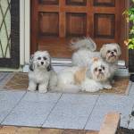 Photo of Shaina, Zoei & Kia