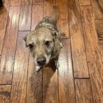 Photo of Bonnie, KC, Charlie