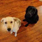 Photo of Luna & Millie