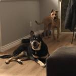 Photo of Remy and Buddy