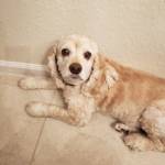 Photo of Rosie, Honey & Caleb