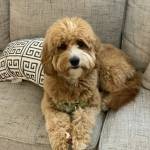 Photo of Gizmo and Checkers