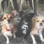 Photo of Harry, Rue & Finn