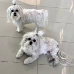 Photo of Silky and Calli