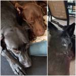 Photo of Kaiko, Jetta & Abbey