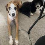 Photo of Moose and Emme